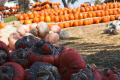 IMG_0555 colorful pumpkins